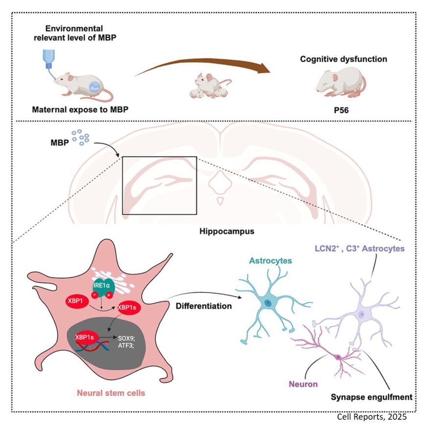 How maternal phthalates exposure leads to neurodevelopmental defects