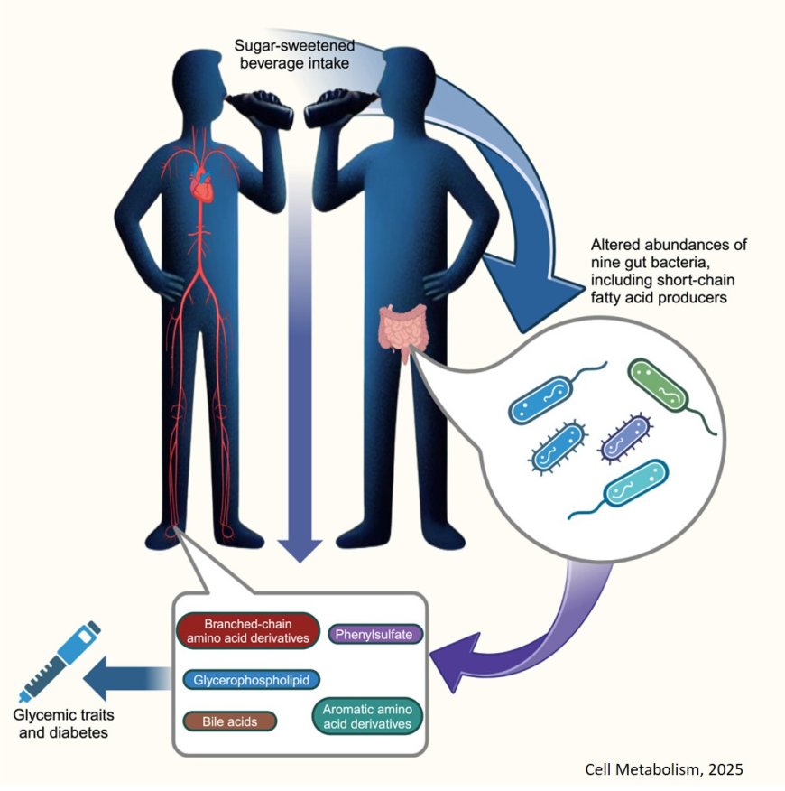 Gut microbes link drinking sugary beverages and diabetes risk