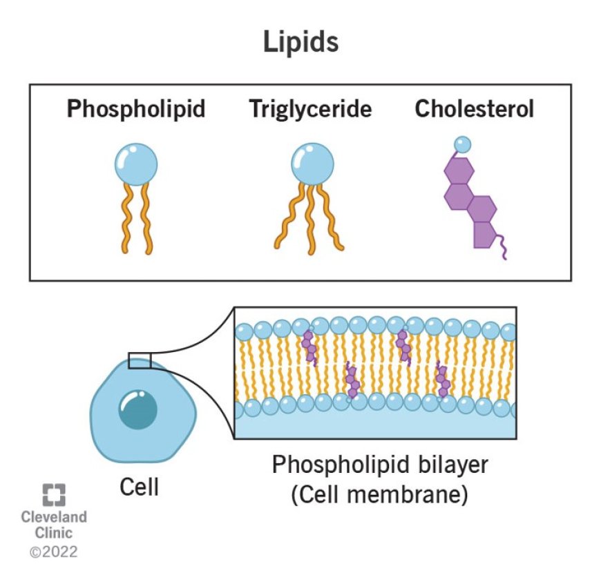 Lipids & Membranes