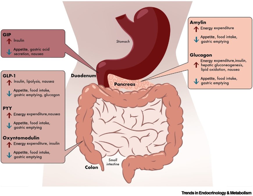 Treating metabolic diseases with microbes containing peptides