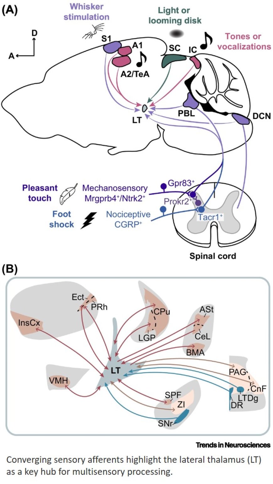 The lateral thalamus: a bridge between multisensory processing and naturalistic behaviors