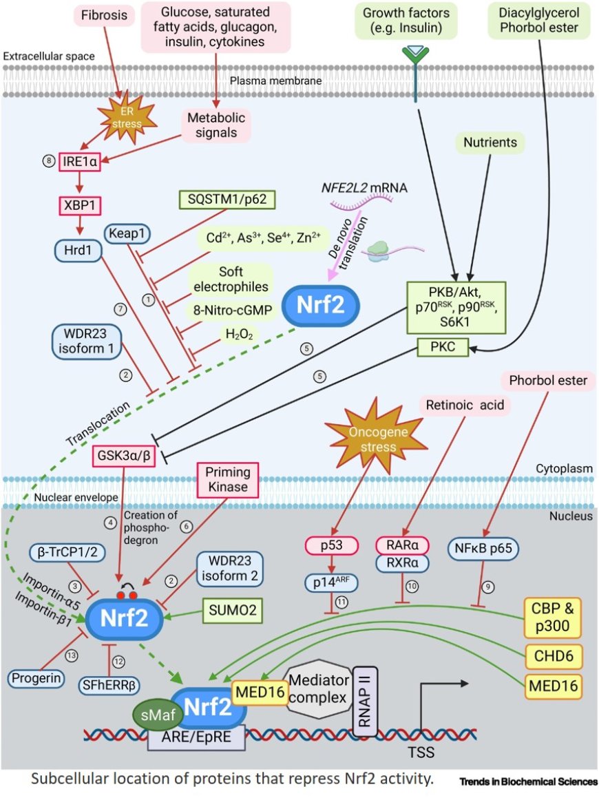 Regulating Nrf2 activity: ubiquitin ligases and signaling molecules in redox homeostasis