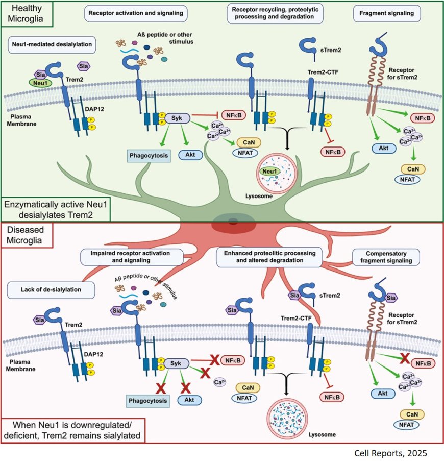 Neuraminidase 1 regulates neuropathogenesis by governing the cellular state of microglia via modulation of Trem2 sialylation