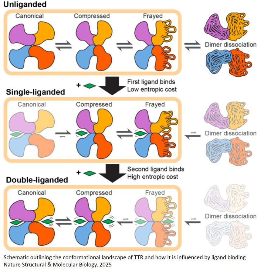 Crystal structure of transthyretin implicated in amyloidosis