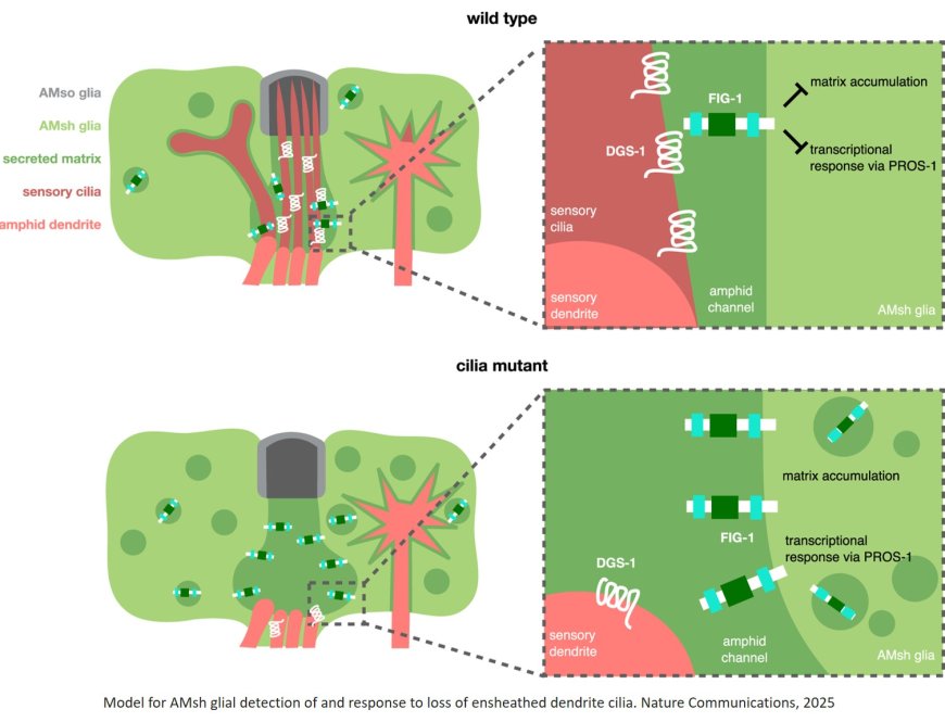 Glia detect and transiently protect against dendrite substructure disruption in C. elegans