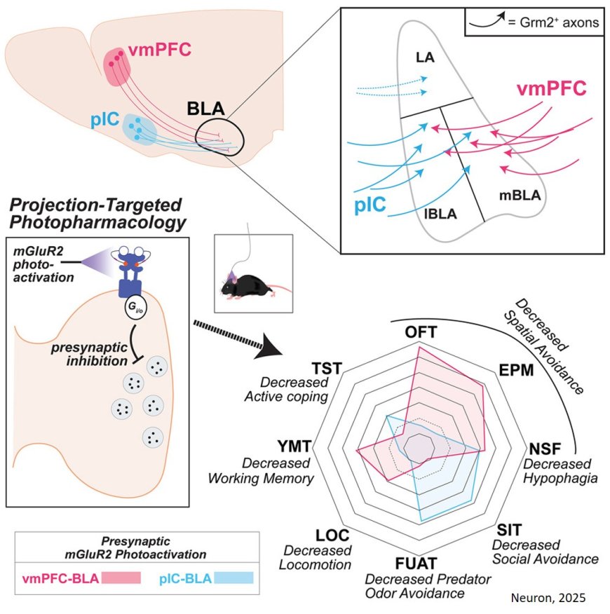 Inhibiting a brain circuit reduces anxiety without side effects