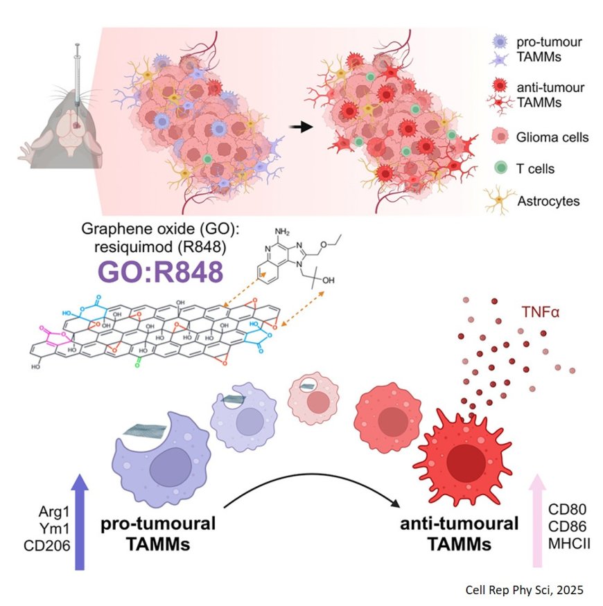 Engineering the glioblastoma microenvironment using TLR7/8 agonist-complexed graphene oxide nanosheets