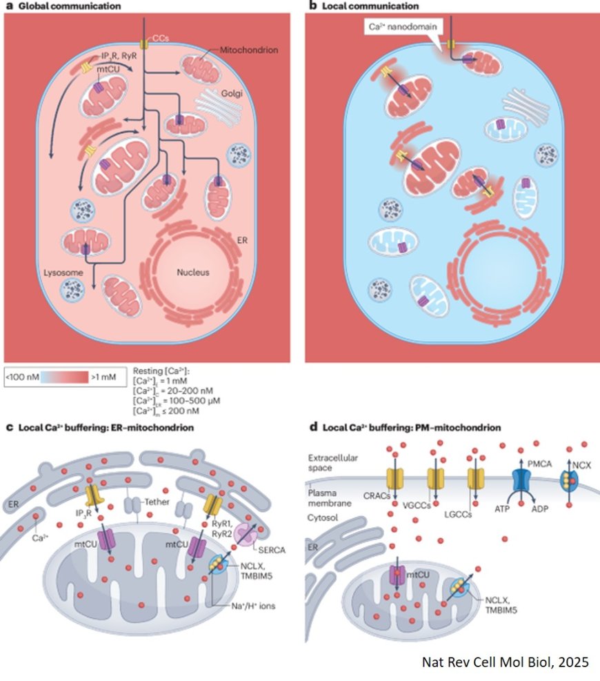 The roles of mitochondria in global and local intracellular calcium signalling