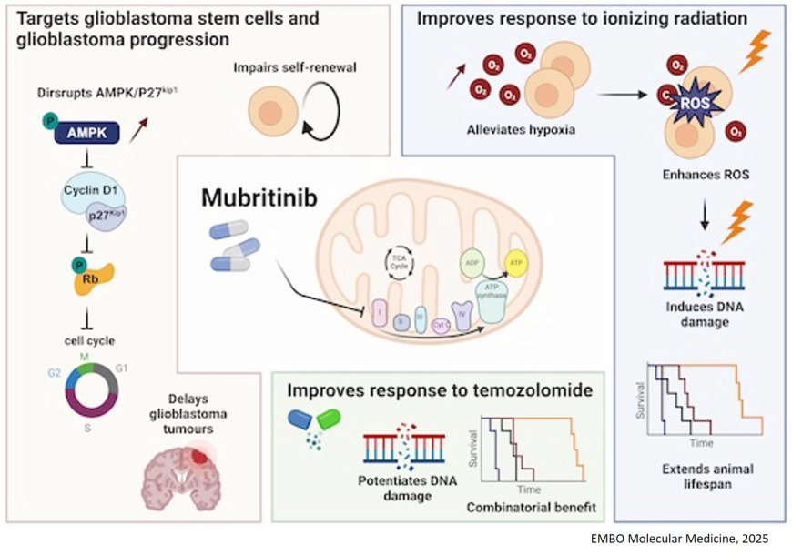 A brain-penetrant drug exploits metabolic vulnerability in glioblastoma