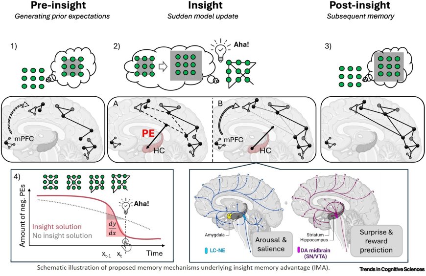 The neural basis of the insight memory advantage