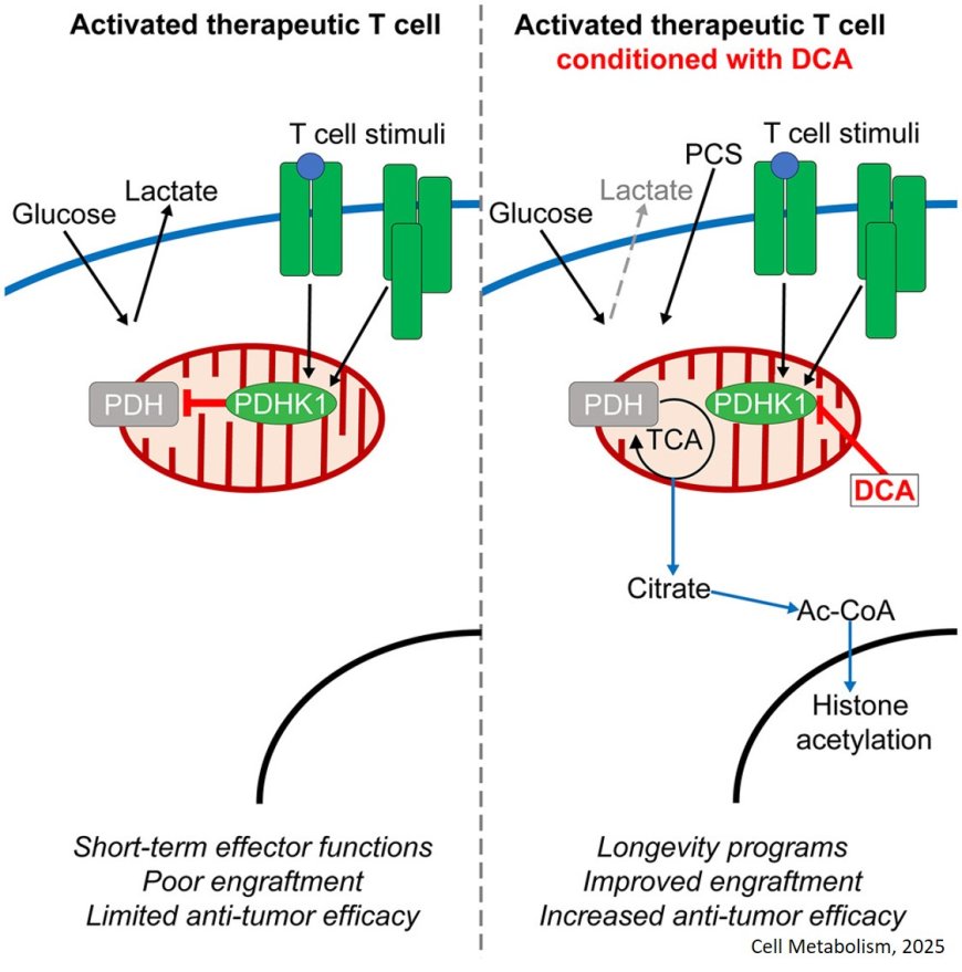 Nourishing T cells to fight cancer!