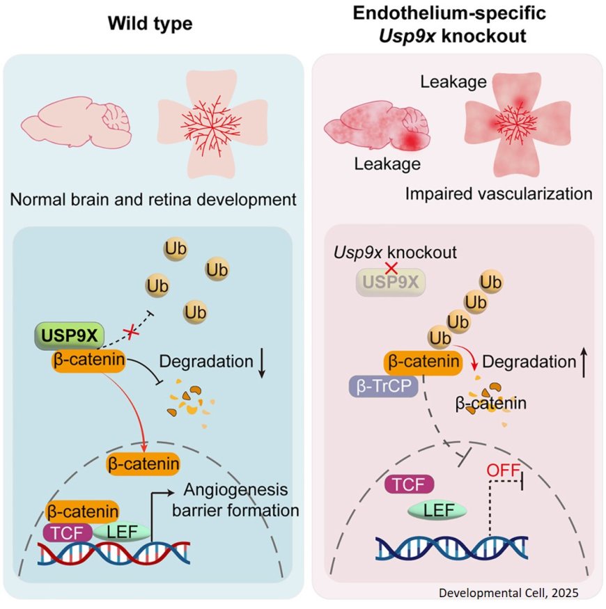 Deubiquitinase USP9X controls Wnt signaling for CNS vascular formation and barrier maintenance