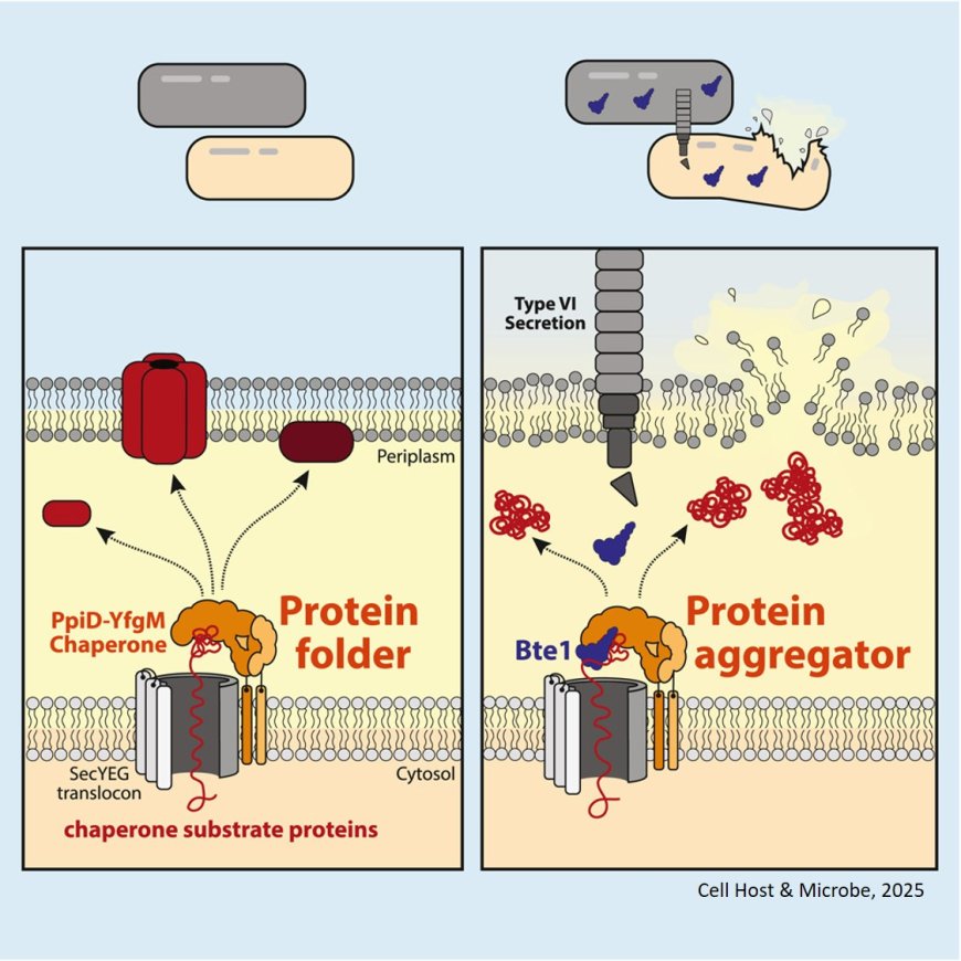 A human gut bacterium powerplay with the neighboring bacteria