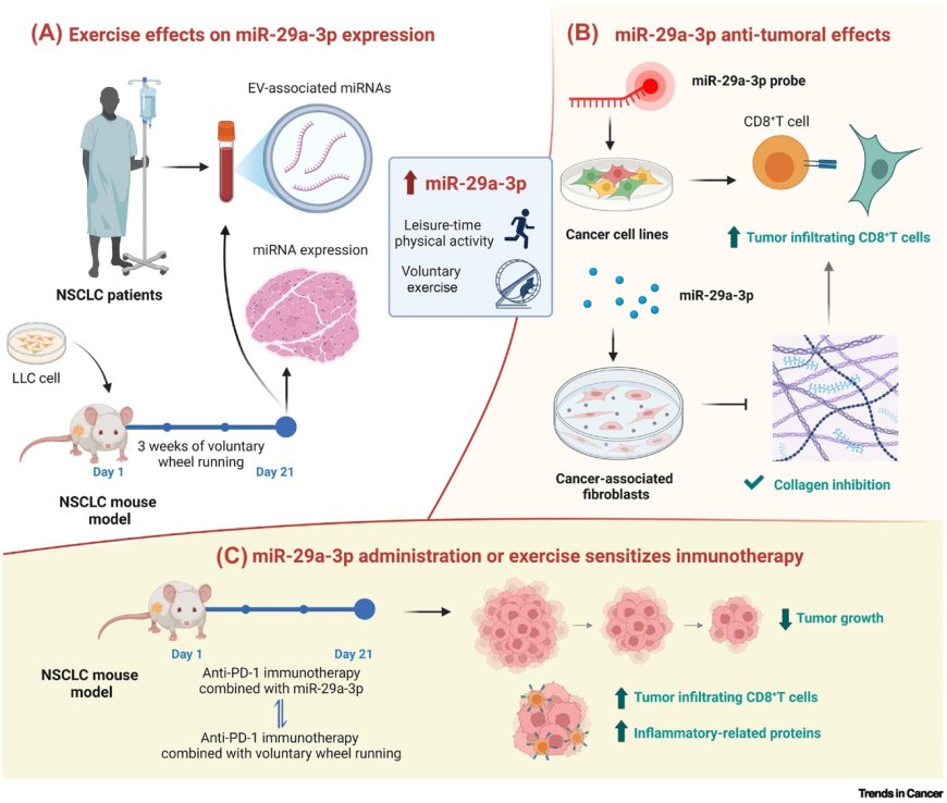 Voluntary exercise sensitizes cancer  immunotherapy via the collagen inhibition- orchestrated inflammatory tumor immune  microenvironment