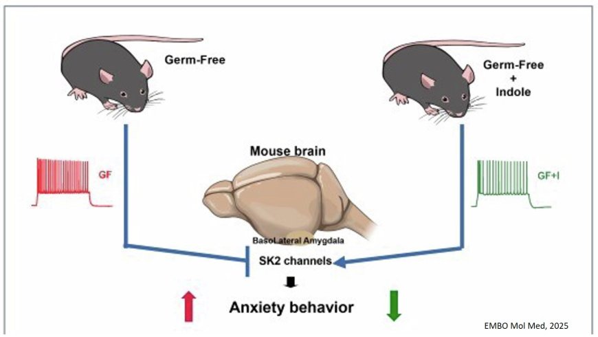 Microbial metabolites tune amygdala neuronal hyperexcitability and anxiety-linked behaviors