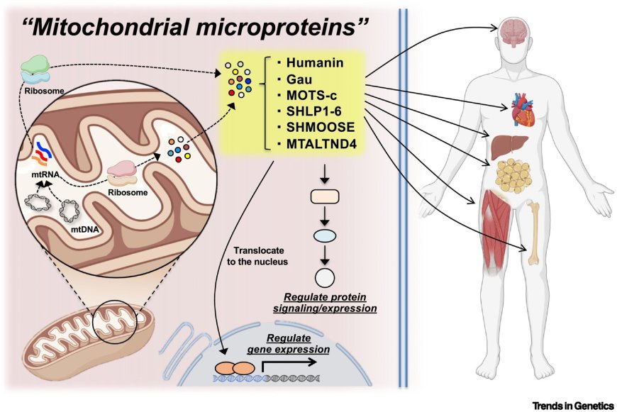 Mitochondrial-derived microproteins: from discovery to function