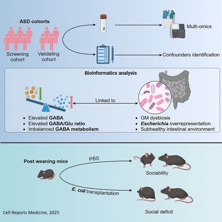 Gut microbial GABA imbalance emerges as a metabolic signature in mild autism spectrum disorder linked to overrepresented Escherichia