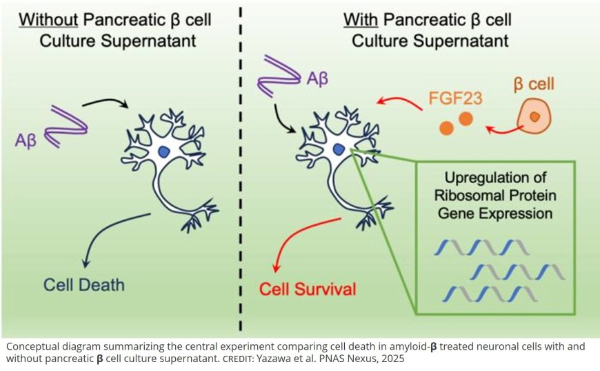 Pancreatic β cell-secreted factor FGF23 attenuates Alzheimer’s disease-related amyloid β-induced neuronal death