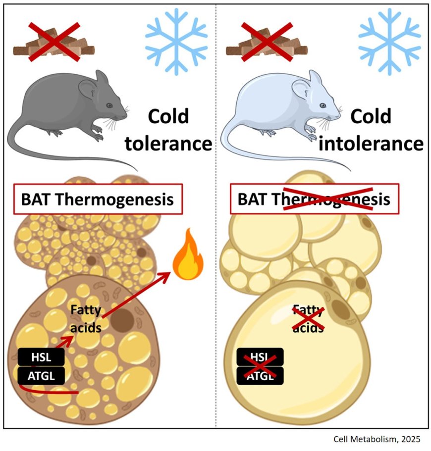 Cold-induced thermogenesis requires neutral- lipase-mediated intracellular lipolysis in brown  adipocytes