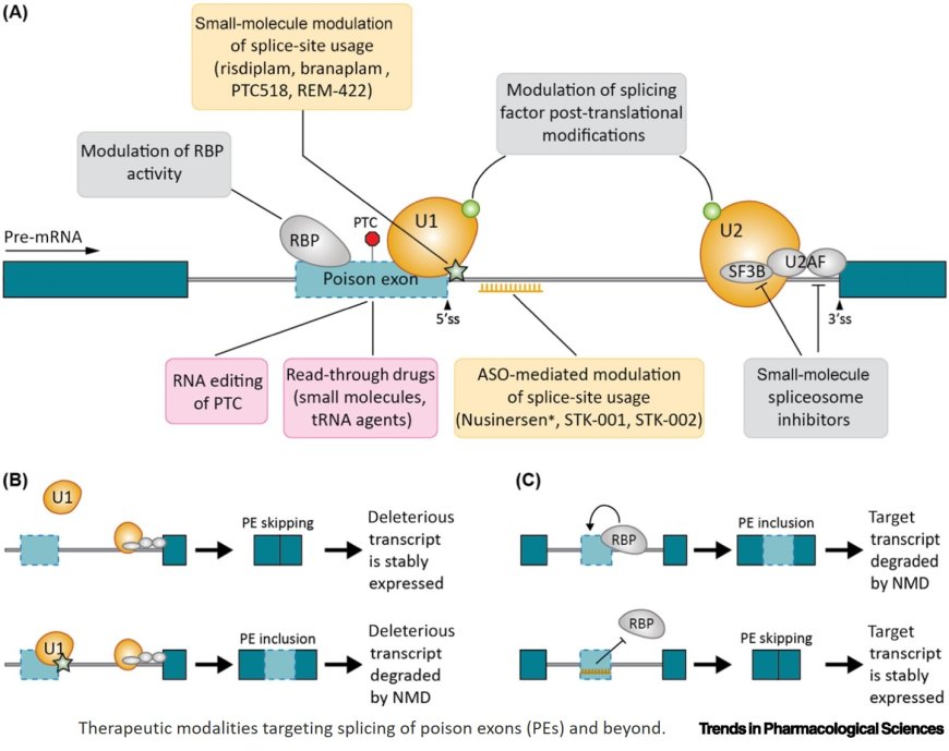 Poison exon splicing for targeted gene regulation