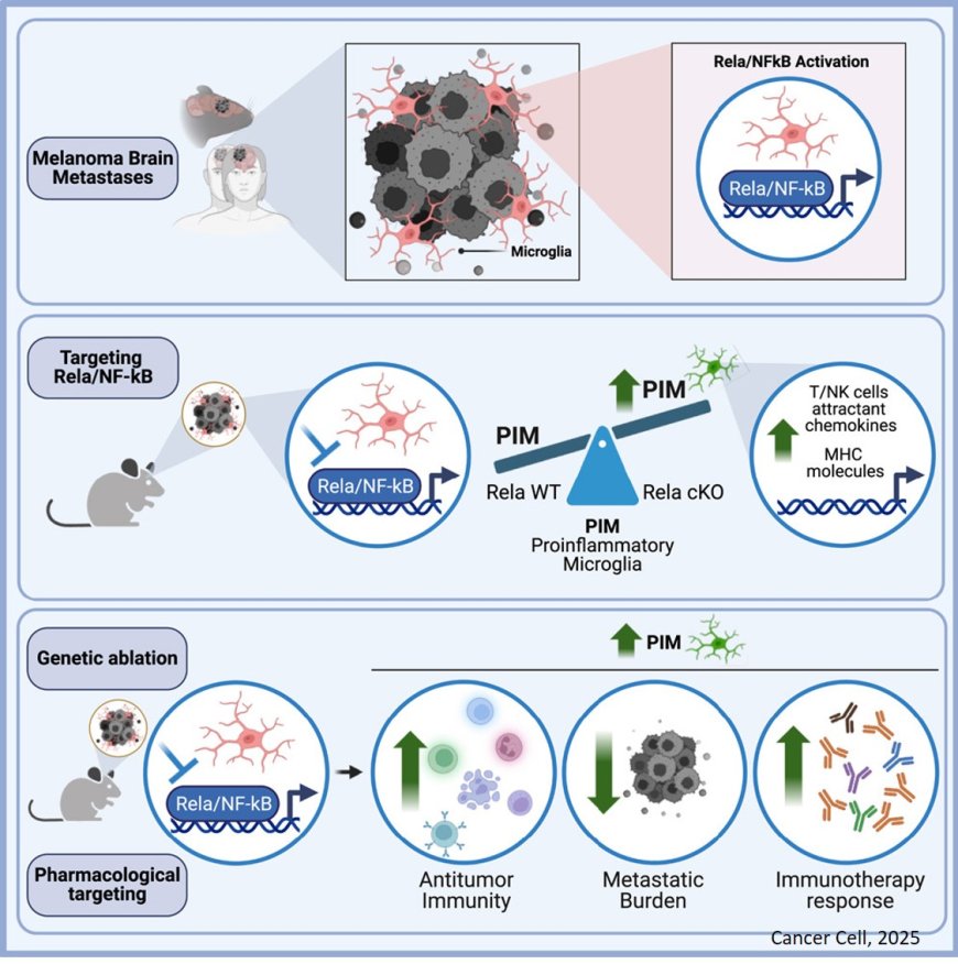 Microglial reprogramming reduces brain metastases