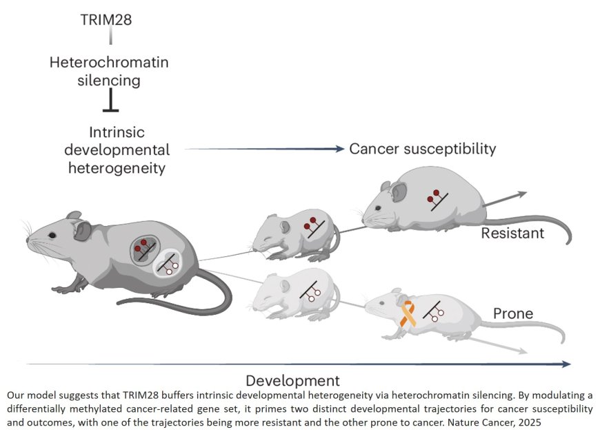 TRIM28-dependent developmental heterogeneity determines cancer susceptibility through distinct epigenetic states