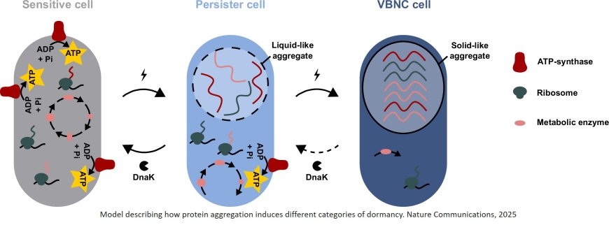 Composition and liquid-to-solid maturation of protein aggregates contribute to bacterial dormancy development and recovery