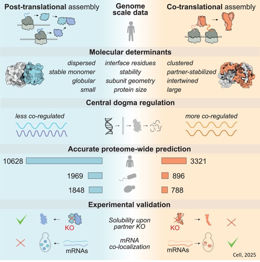 Structural determinants of co-translational protein complex assembly