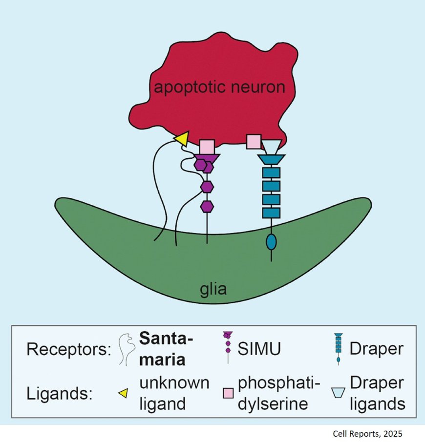 Santa-maria is a glial phagocytic receptor that acts with SIMU to recognize and engulf apoptotic neurons