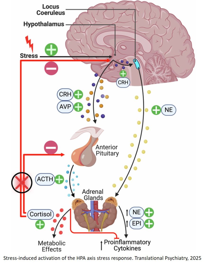 Examining the epigenetic transmission of risk for chronic pain associated with paternal post-traumatic stress disorder: a focus on veteran populations