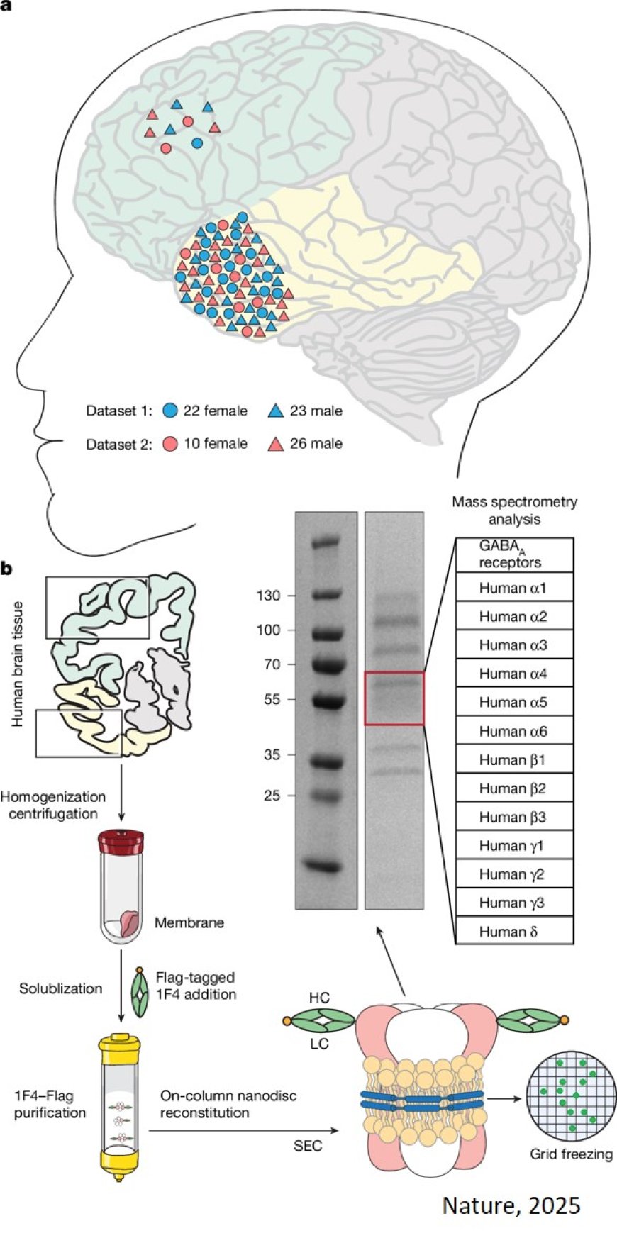 GABAA receptor structures from the human brain