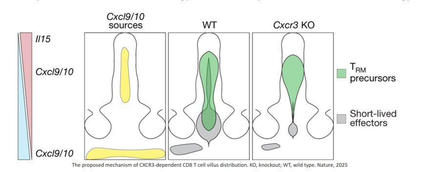 How a special group of T cells travel through the small intestine to combat pathogens