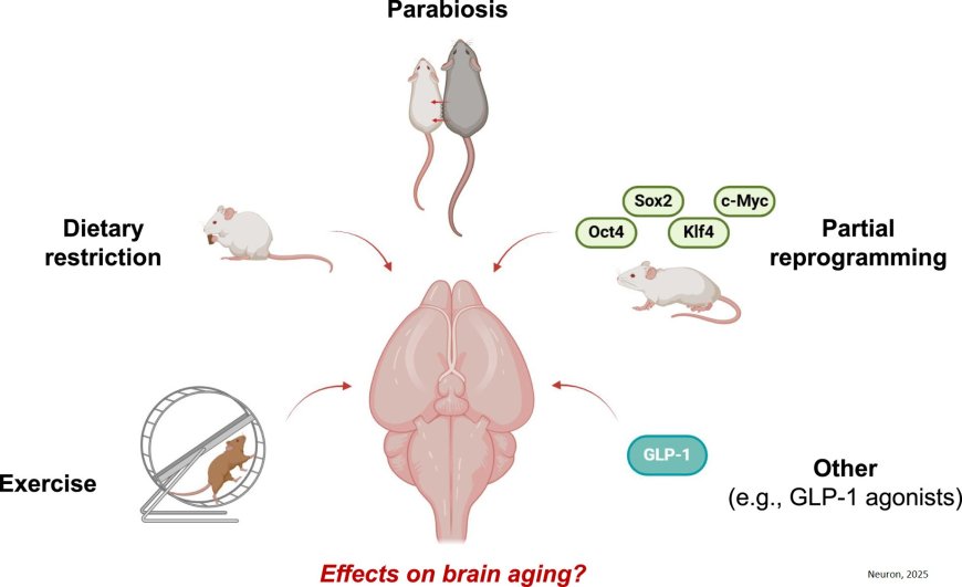 Brain aging and rejuvenation at single-cell resolution