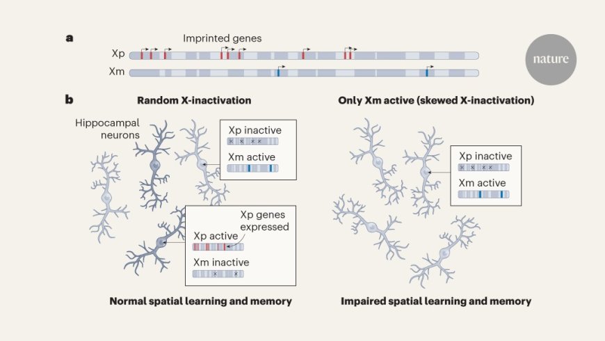 The role of moms X chromosome in cognition and aging of daughter