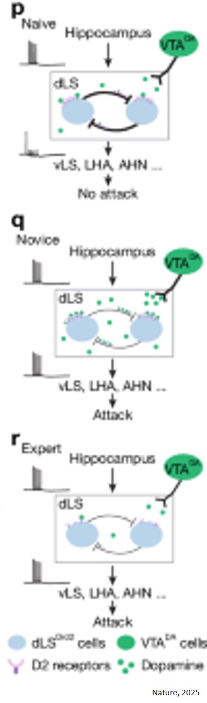 Experience-dependent dopamine modulation of male aggression