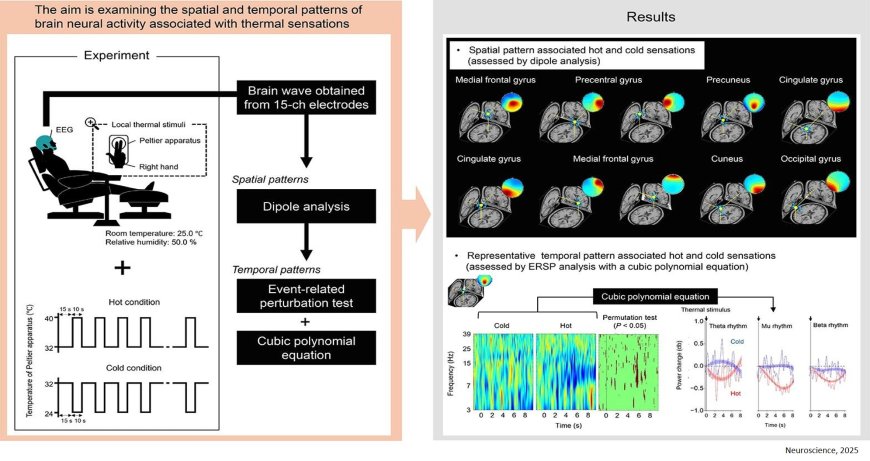 How the brain deciphers thermal sensations