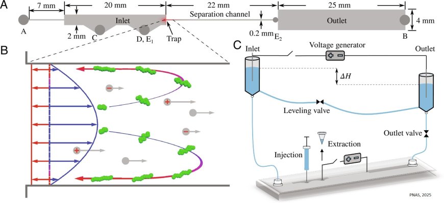 Microfluidic protocol to extract and purify DNA