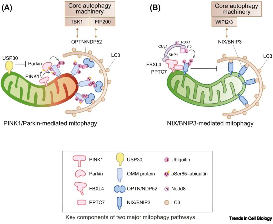 Mitophagy routes governed by ubiquitylation and mitochondrial import