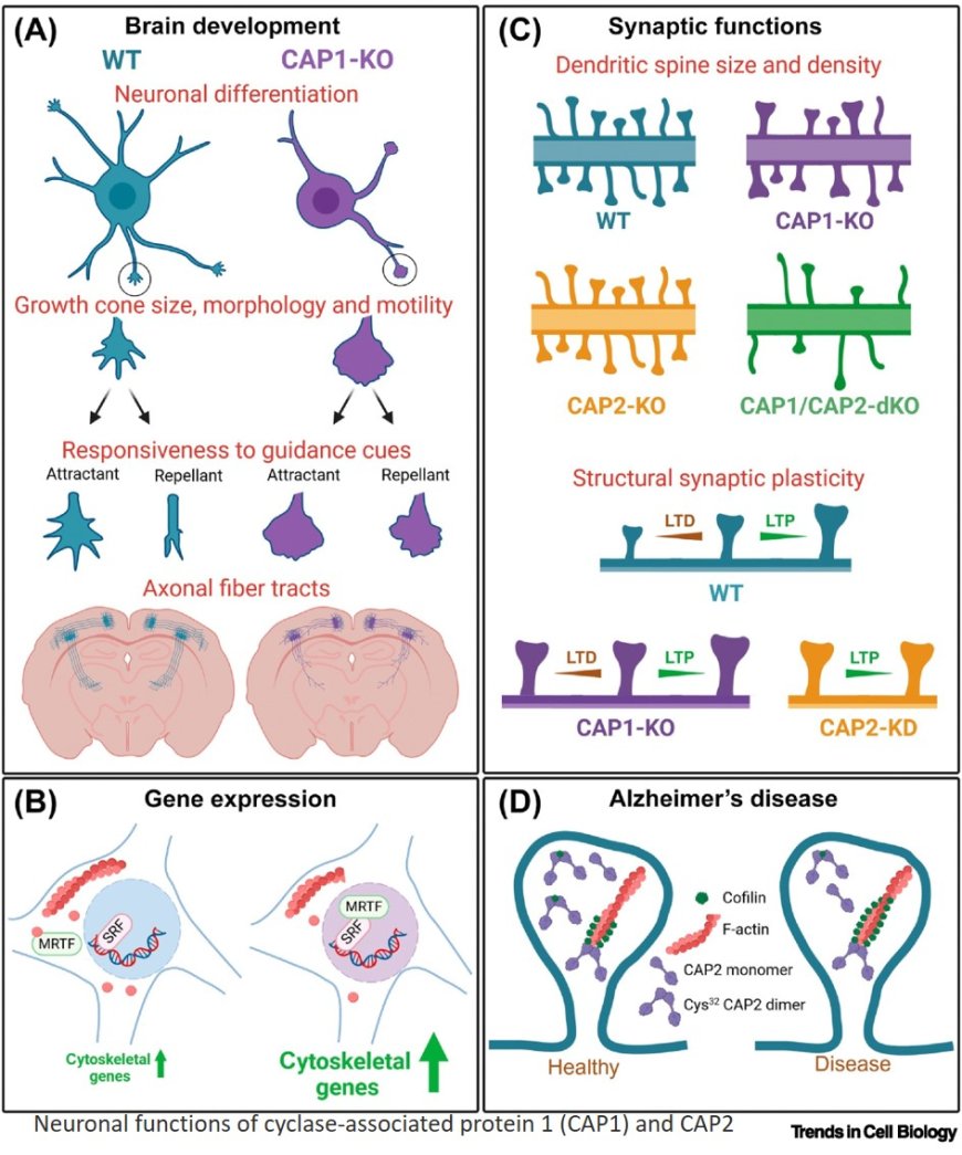 Cyclase-associated protein: an actin regulator with multiple neuronal functions