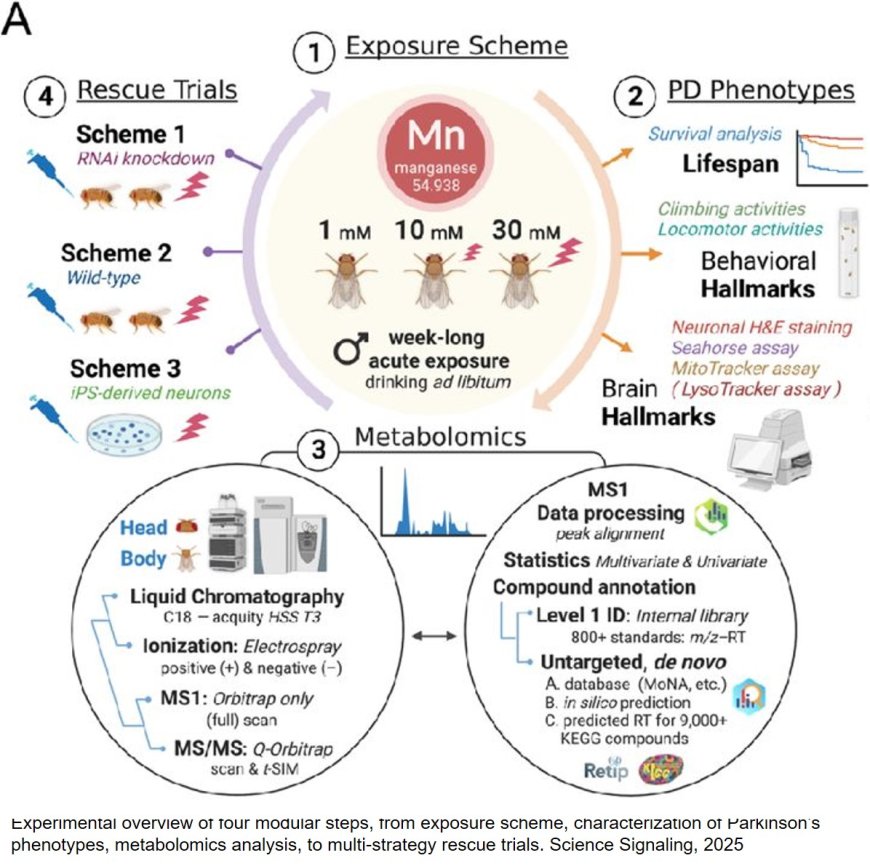 Biotin rescues manganese-induced Parkinson's disease