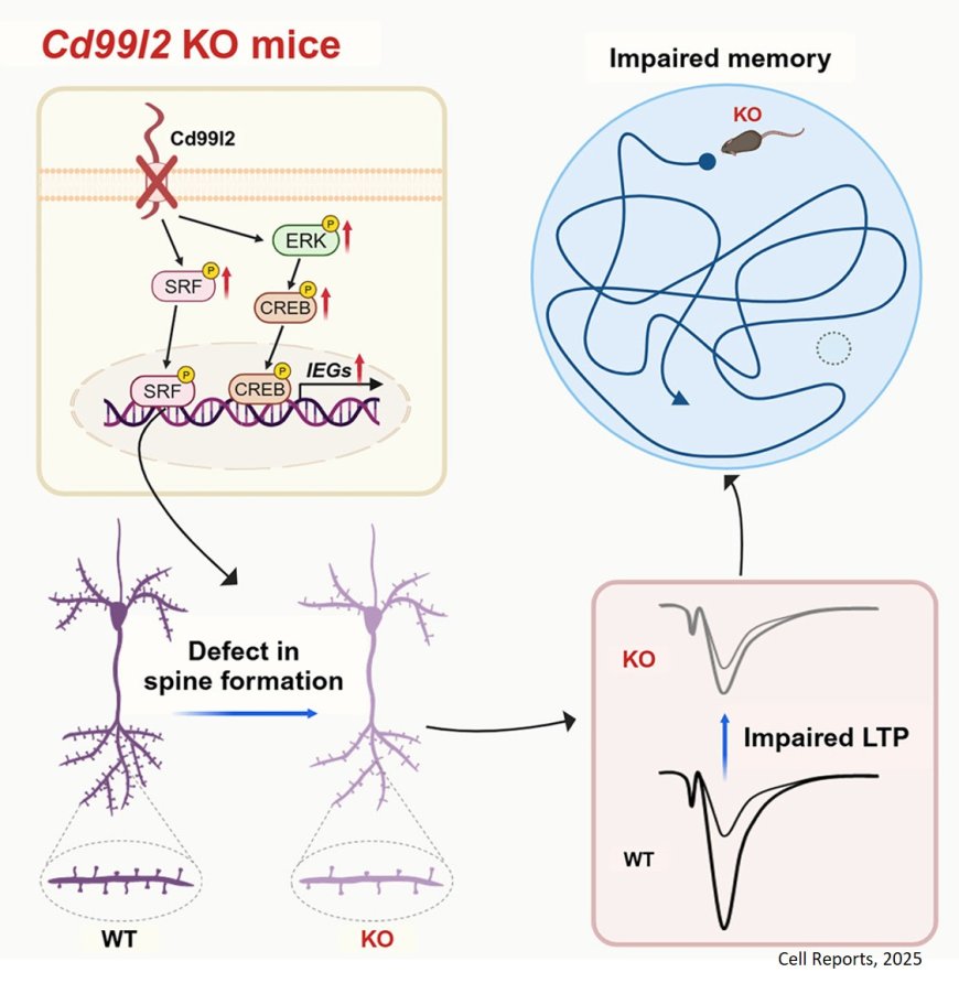 Cd99l2 regulates excitatory synapse development and restrains immediate-early gene activation