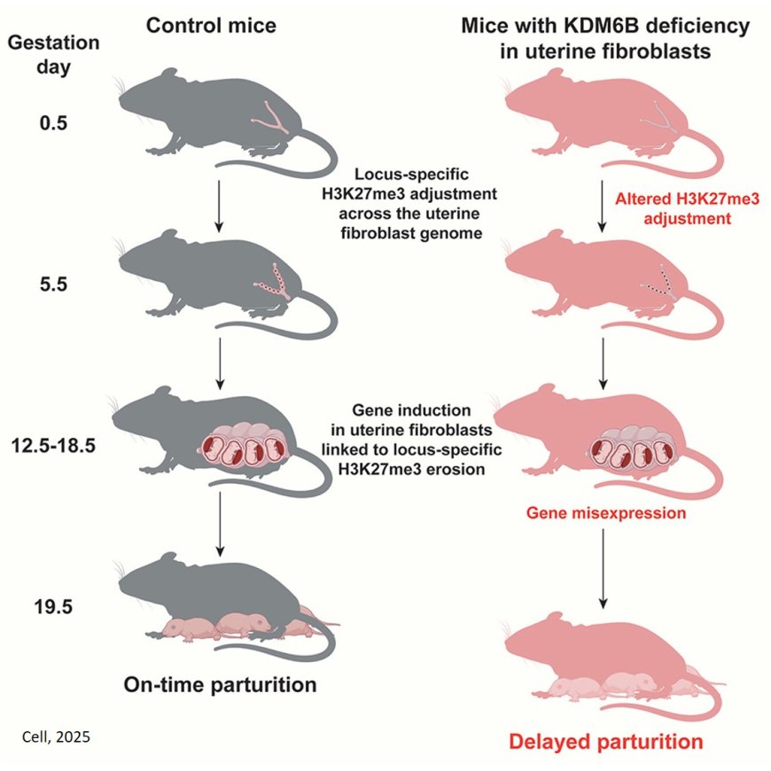 Epigenetic programming in uterine fibroblasts regulate birth timing