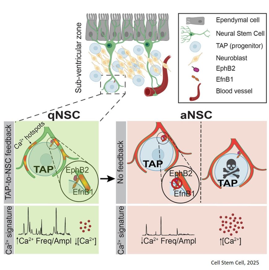 How neural stem cells are activated in the adult human brain