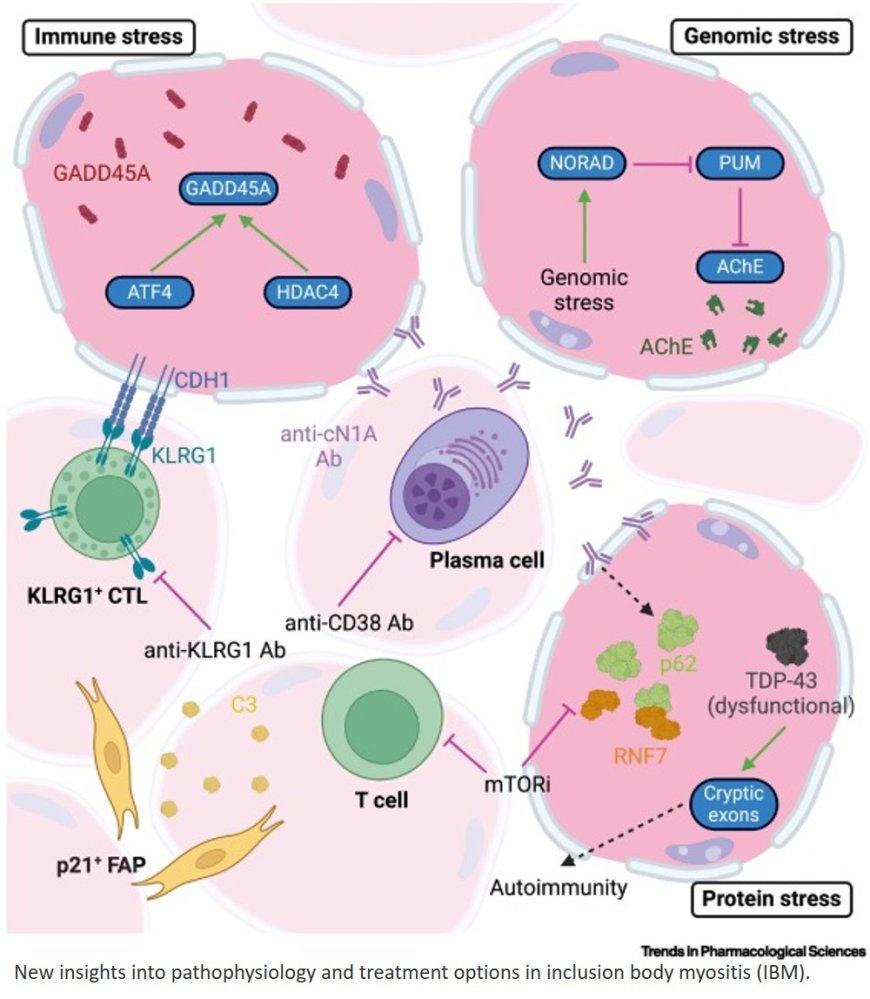 Emerging mechanisms and therapeutics in inflammatory muscle diseases