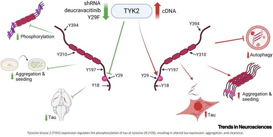 TYK2 regulates tau phosphorylation and aggregation in a tauopathy mouse model