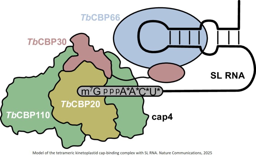 Significant differences in trypanosomal and human nuclear cap-binding complex