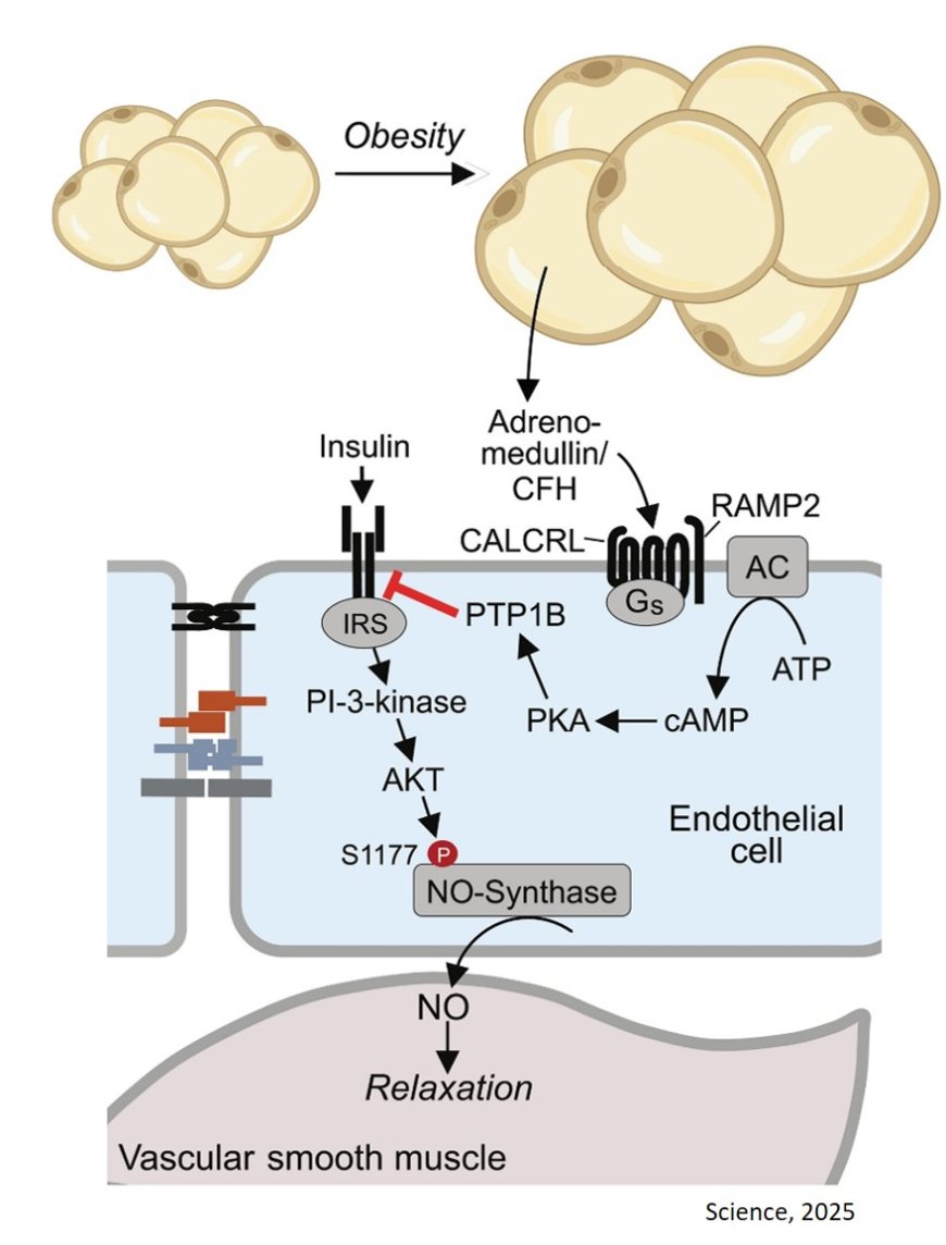 Mechanism of endothelial insulin resistance