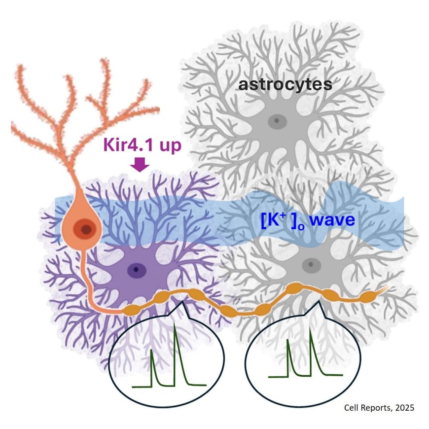 Controlling excitatory transmission in the brain