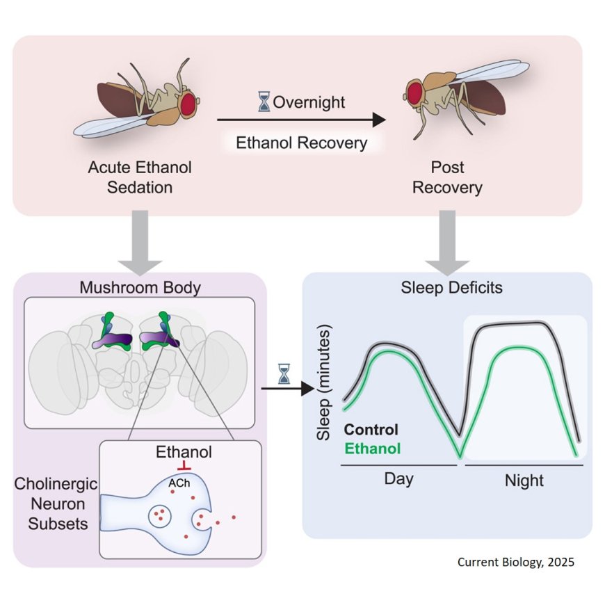 Brain pathways involved in alcohol-induced insomnia