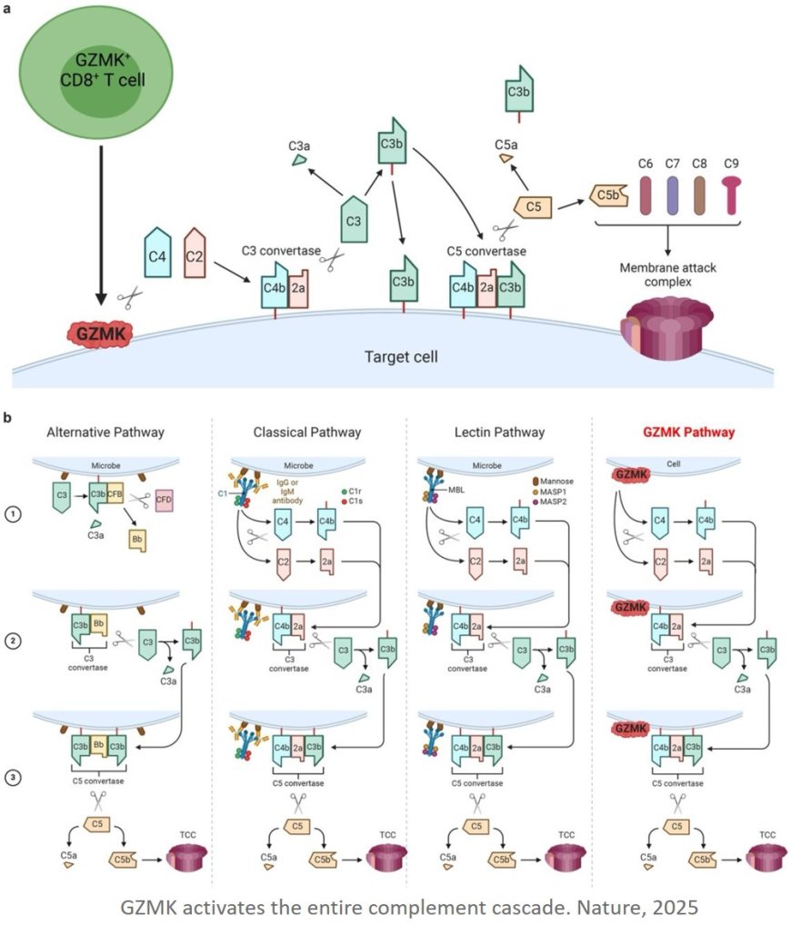 Activation of the entire complement cascade in inflammatory and autoimmune diseases